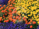 orange and yellow marigold