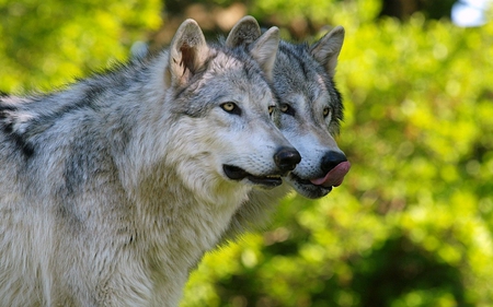 Wolves - wildlife, wolf, animal, wild, nature