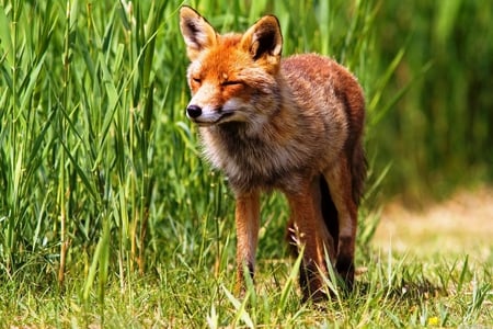 Red fox - nature, fox, anima, grass, wild, wildlife