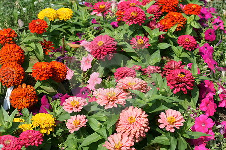 marigold - red, marigold, plants, pink, flowers, nature, colorful