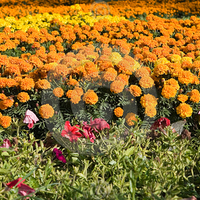 orange and yellow marigold