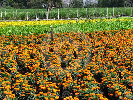 marigolds fields - fields, nature, marigolds, flowers, plants, lovely