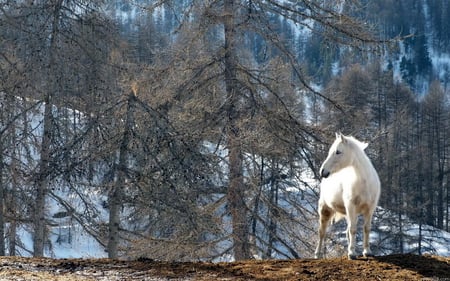 White horse - tree, run, horse, animal