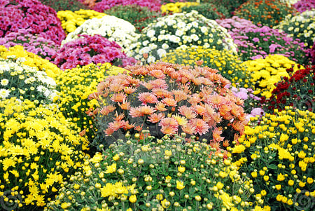 bunch of flowers - blooms, yellow, lovely, pink, orange, flowers, colorful, red, bunch, pants