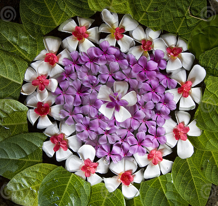 flower arrangement - white, purple, arrangemant, flowers, lovely, blooms, nature, colorful