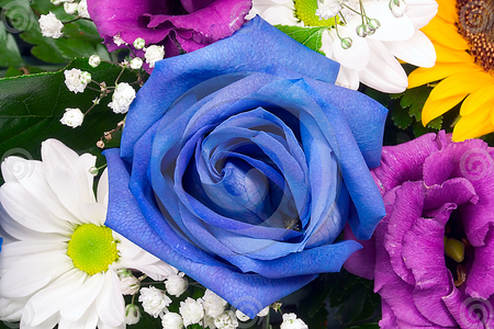 blue rose - white, rose, flowers, lovely, blooms, nature, blue, colorful