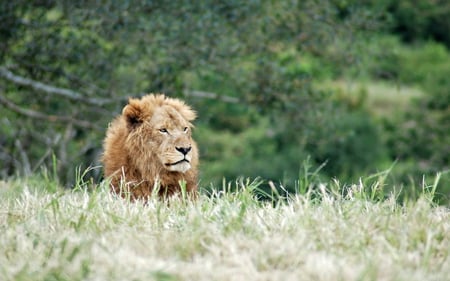 Lion in grass - lion, beast, wild, animal, grass