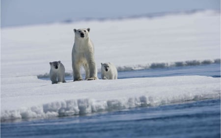 Nice polar bear family - bear, polar, snow, arctic, family, wildlife