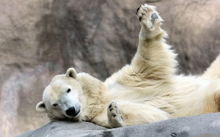 Playful polar bear - wildlife, bear, polar, arctic, playful, snow