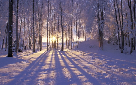 White Sunset - winter, sunset, trees, snow