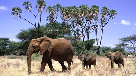 mama de paseo con sus crias - con sus crias, de paseo, mama, africa