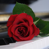 Rose Melody