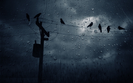 Rain Birds - birds, electricity, wires, rain