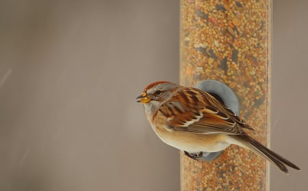 Lunch for One - sparrow, bird, birdfeeder, animals