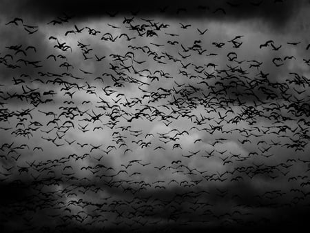 Dark Swarm - birds, avian, dark, sky