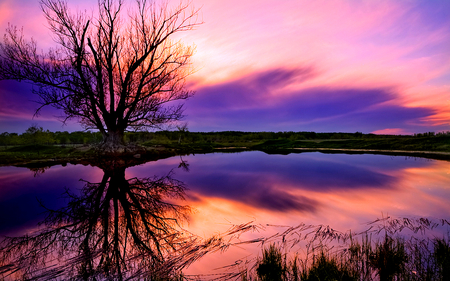 PURPLE PASSION - vivid, purple, breathtaking, beautiful