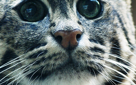 Sad Looking Cat - tabby, eyes, grey, cat