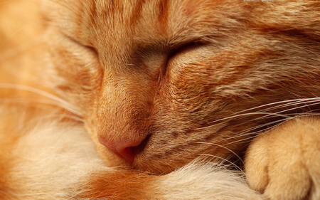 Red Tabby - tabby, sleeping, red, cat