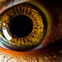 Eye
