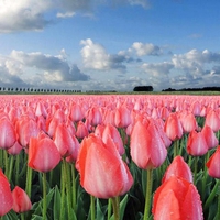 Pink Tulips