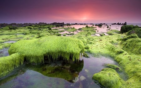 Pink Sunset - beauty, horizon, sun, sunset, ariena, nature, view, purple, beautiful, pink, scenery, sea, scene