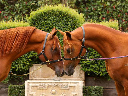 Beautiful arabians! - horses