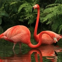 Red Flamingos