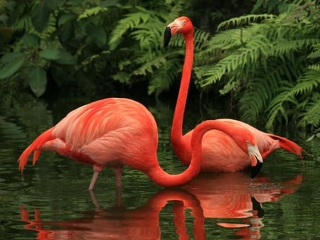 Red Flamingos - beautiful, red, picture, flamingos