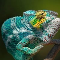 Colorful Animal