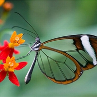 Cool Butterfly