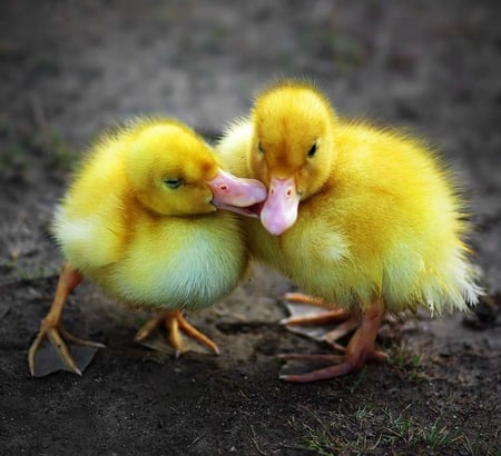 Do you have sweet dreams ? - love, good morning, couple, animals, tender, sweetheart, ducklings, ducks, forever, yellow, together, beautiful, hello, sweet dreams