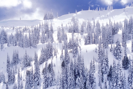 Blanket of White - snow, trees, winter, mountains