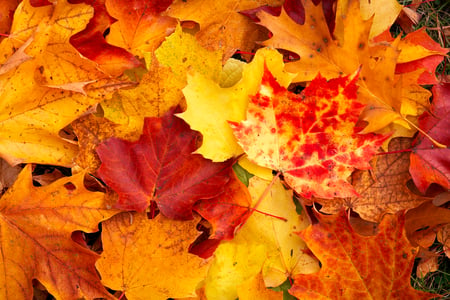 Colorful Leaves - fall, photography, leaves, autumn