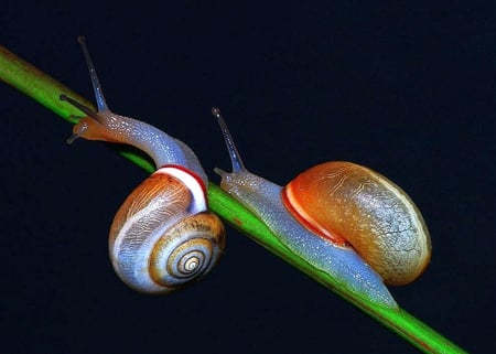 Snails - picture, snails, cool, beautiful