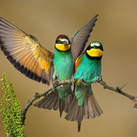 Colorful Birds