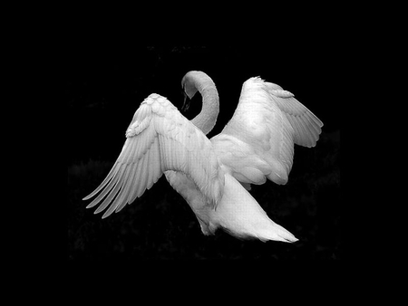 White Swan - white, swan, cool, picture