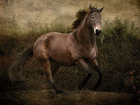 Beautiful-Horse - picture, horse, cool, beautiful