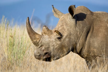 Rhino and Friend - bird, rhino, animal, photography