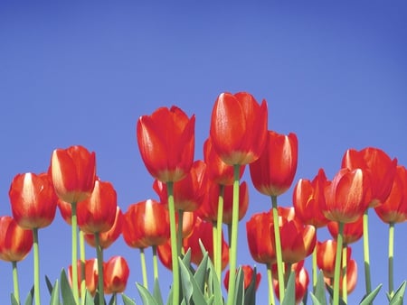 Red Tulips - tulips, flowers, close-up, red