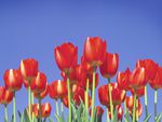 Red Tulips