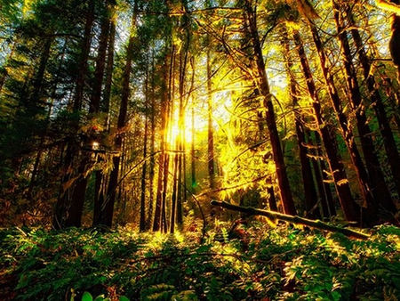 Sun in Forest - picture, in forest, sun, beautiful