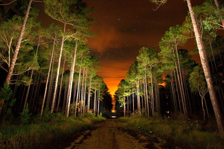 Trees at Night - at night, trees, picture, beautiful