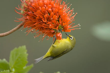 Lovely Lunch - orange, animals, bird, flower