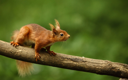 Squirrel in the forest - forest, animal, nature, squirrel