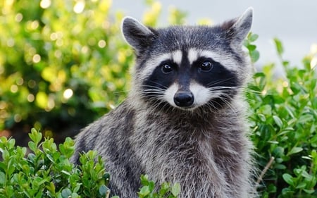 Raccoon - raccoon, animal, forest, nature