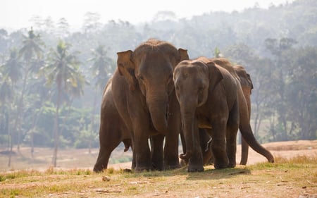 Elephants - forest, animal, elephant, nature, mountain