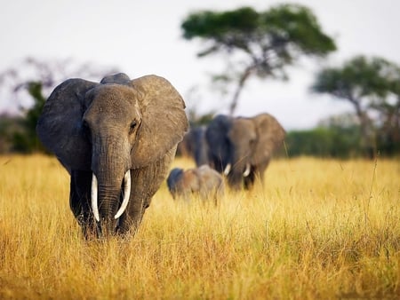 Elephants - animal, nature, elephant, forest, tree