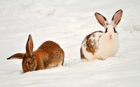 Bunnies in snow - white, nature, rabbit, forest, rodent, snow, animal, bunny