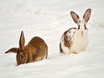 Bunnies in snow