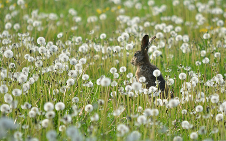 In flower field - flower, forest, animal, rodent, field, nature, bunny